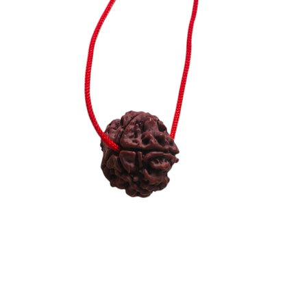 Real 5 Mukhi Nepali Rudraksh (15mm)